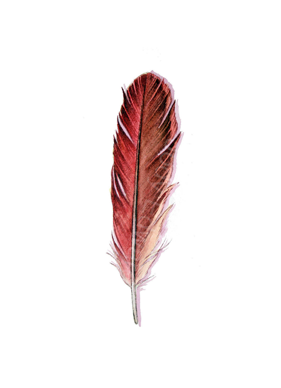 cardinal feather