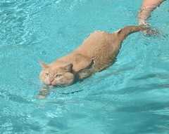 Elijah Moom swimming
